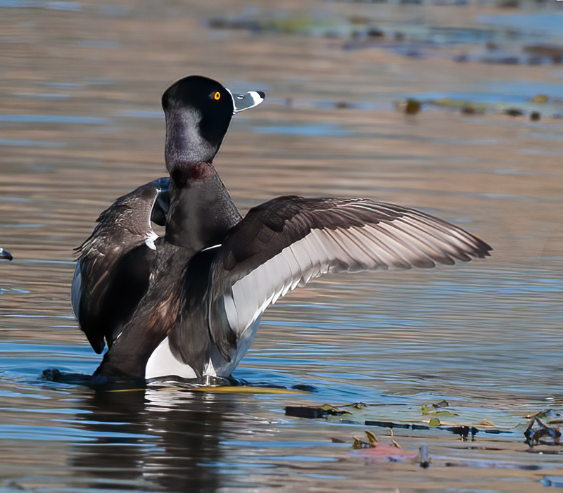 Ring_necked_Duck_10_FL_002