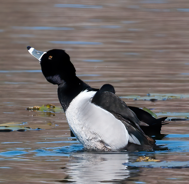 Ring_necked_Duck_10_FL_006