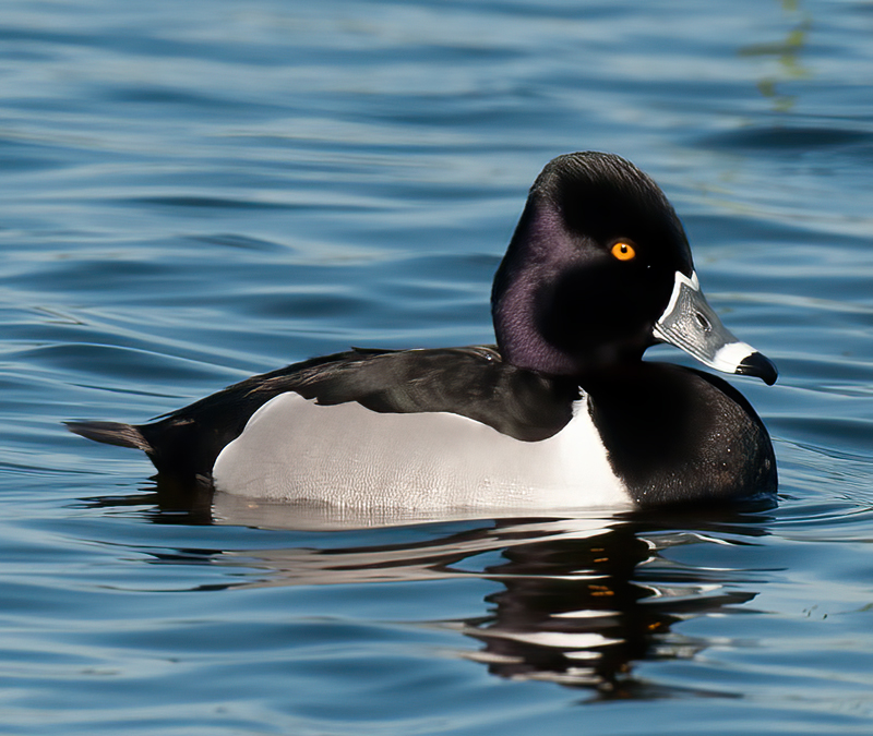 Ring_necked_Duck_10_FL_035