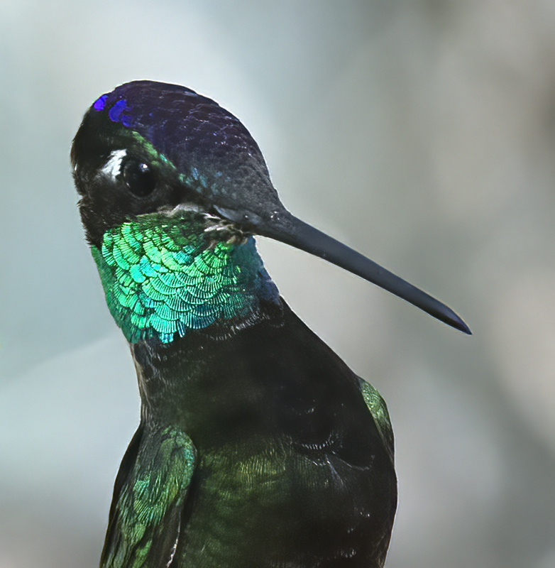 Rivolis_Hummingbird_15_AZ_041