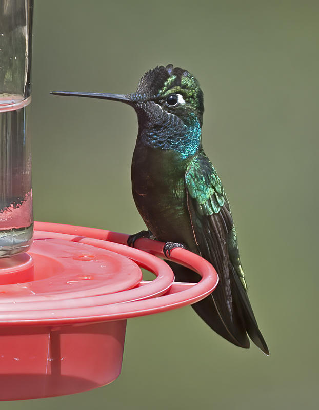 Rivolis_Hummingbird_15_AZ_066