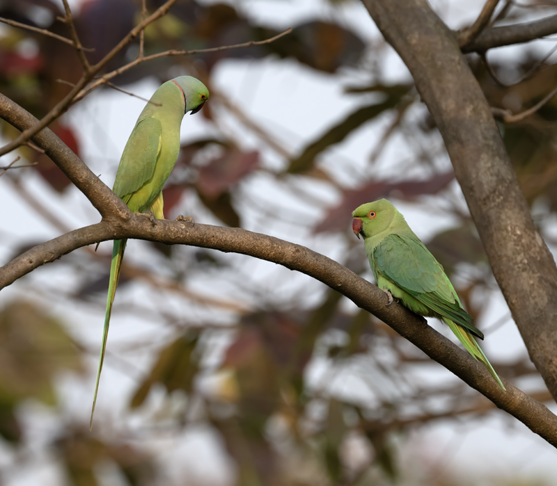Rose-ringed_Parakeet_25_India_012