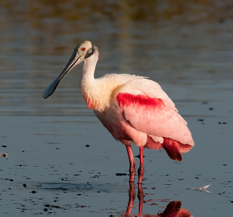 Roseate_Spoonbill_09_FL_012