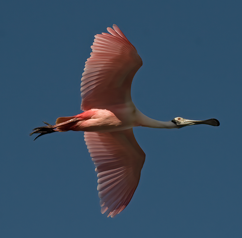 Roseate_Spoonbill_09_FL_145