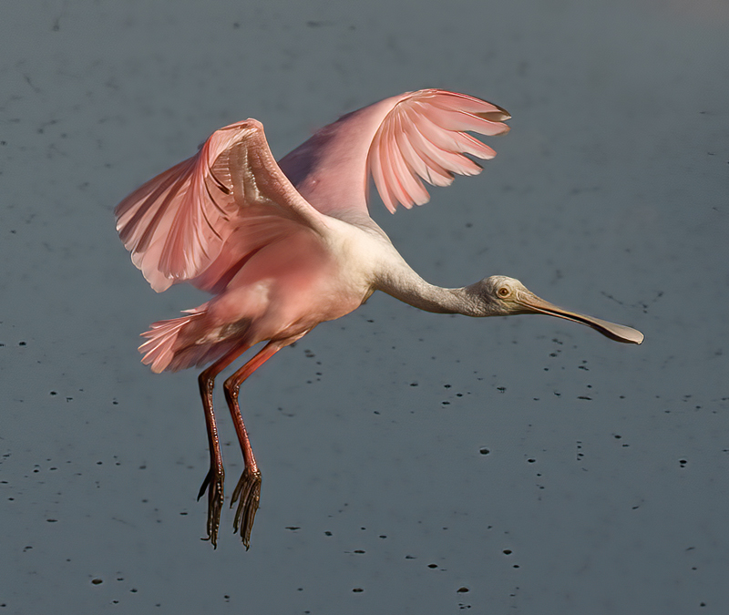 Roseate_Spoonbill_09_FL_208