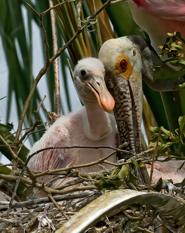 Roseate_Spoonbill_09_FL_296
