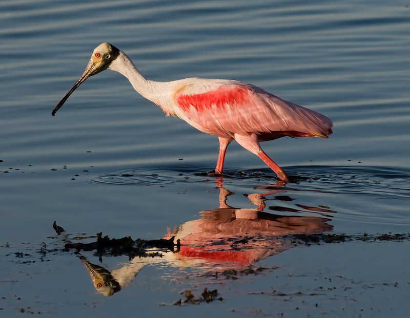 Roseate_Spoonbill_10_FL_064