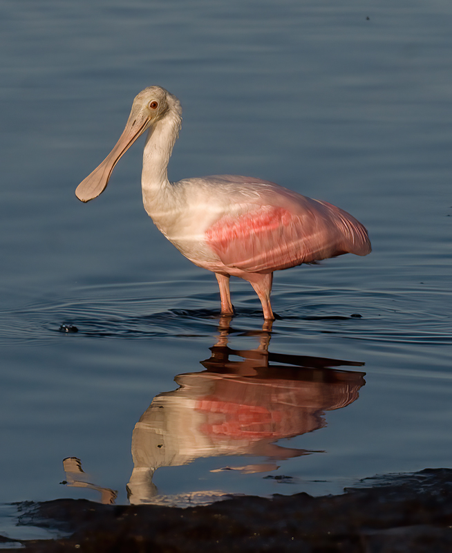 Roseate_Spoonbill_10_FL_070