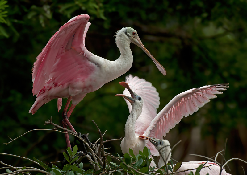 Roseate_Spoonbill_10_FL_362