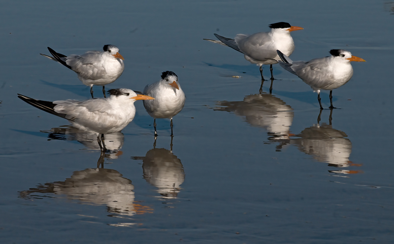 Royal_Tern_09_FL_074