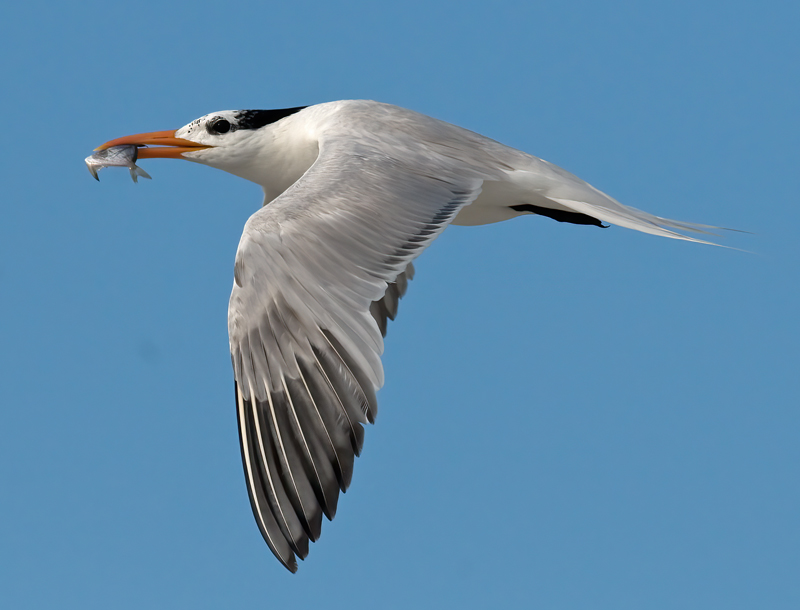 Royal_Tern_09_FL_274