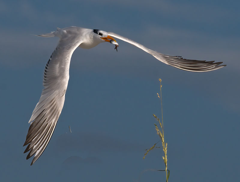 Royal_Tern_09_FL_294