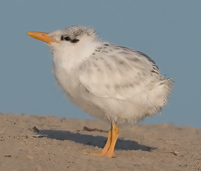 Royal_Tern_09_FL_354