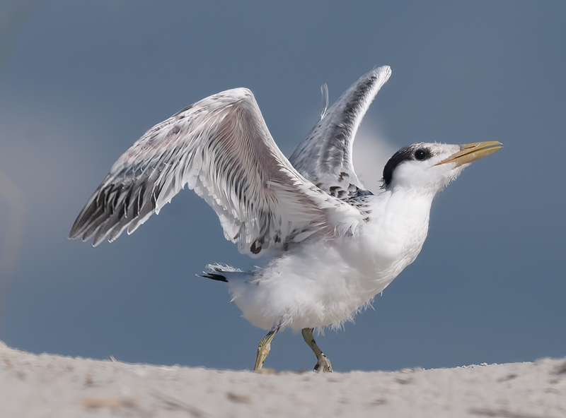 Royal_Tern_09_FL_427