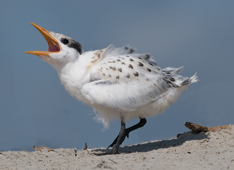 Royal_Tern_09_FL_450