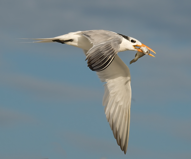 Royal_Tern_09_FL_464