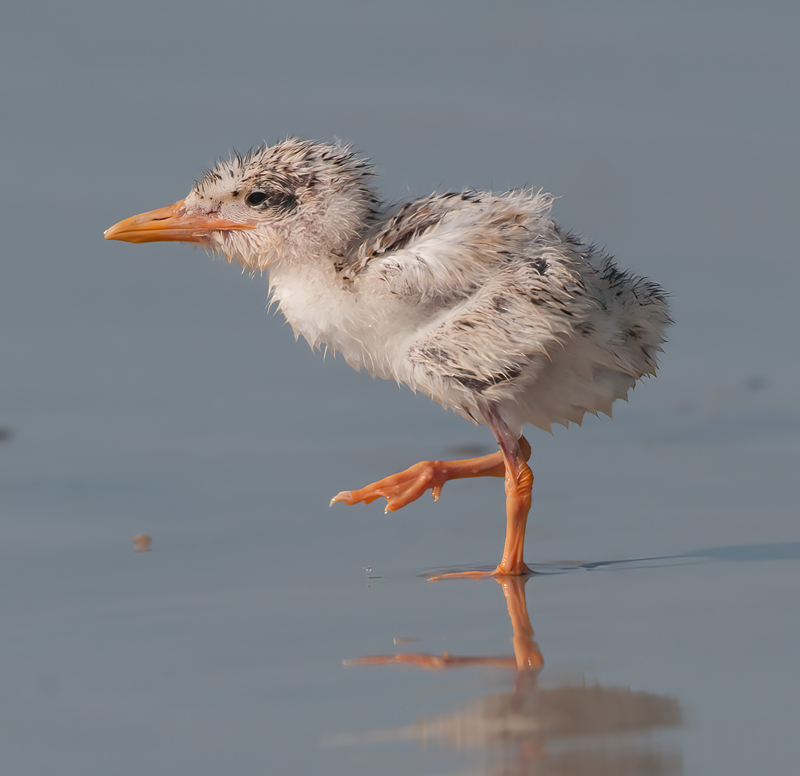 Royal_Tern_09_FL_643