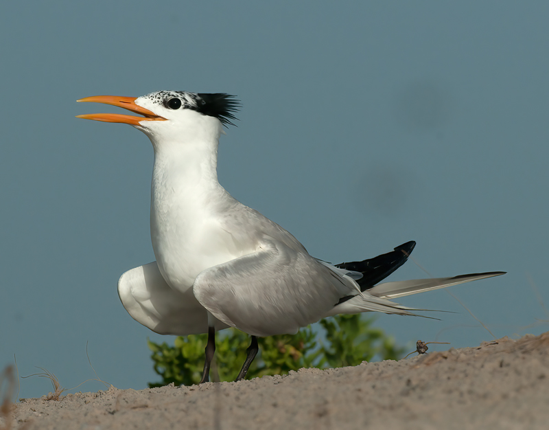 Royal_Tern_10_FL_121