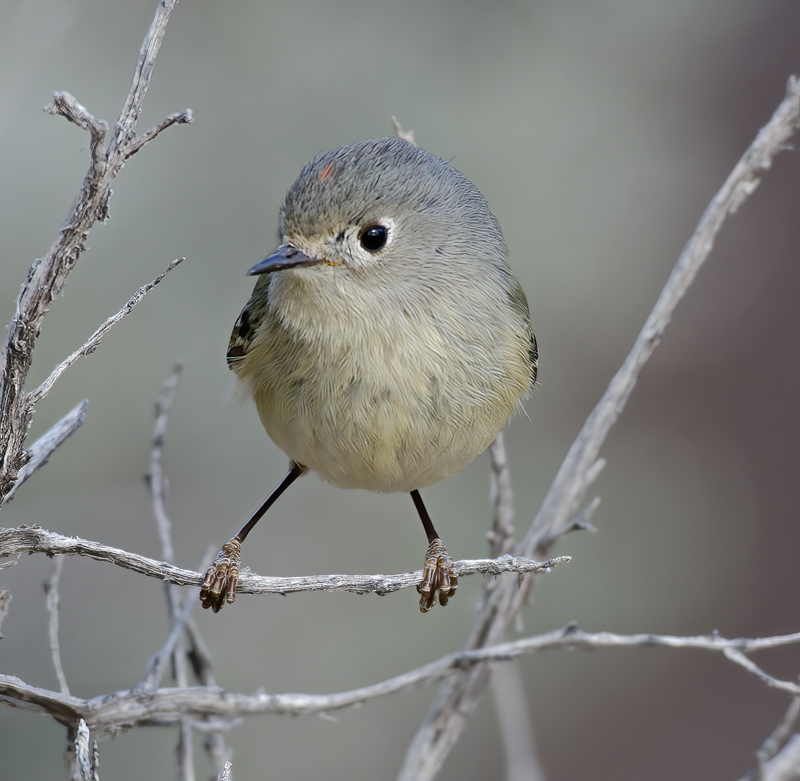Ruby_crowned_Kinglet_14_CA_001