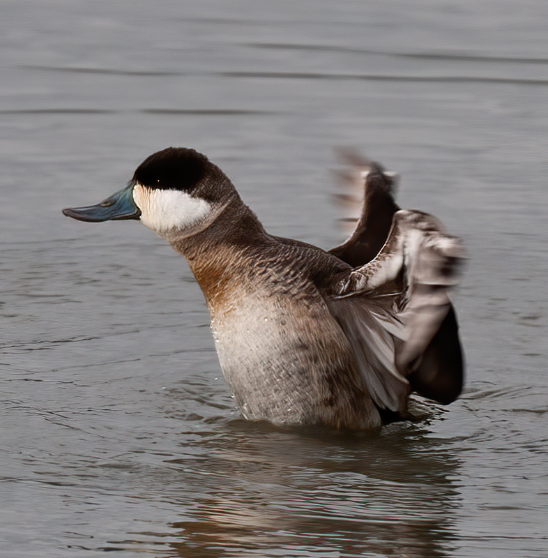 Ruddy_Duck_10_CA_016