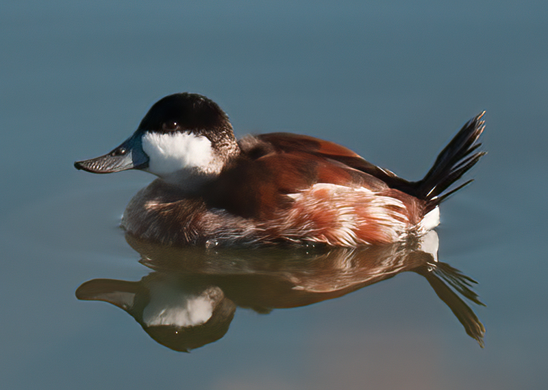 Ruddy_Duck_10_CA_023