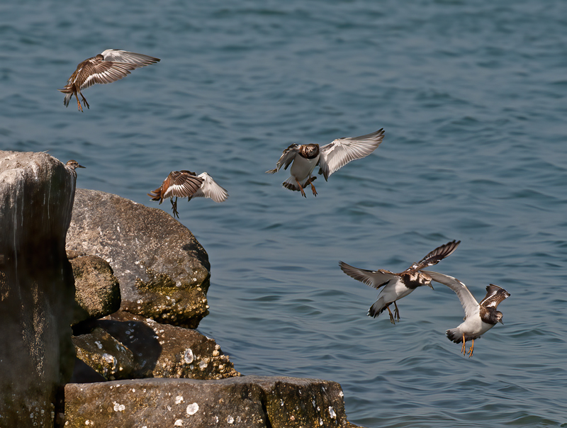 Ruddy_Turnstone_09_FL_017