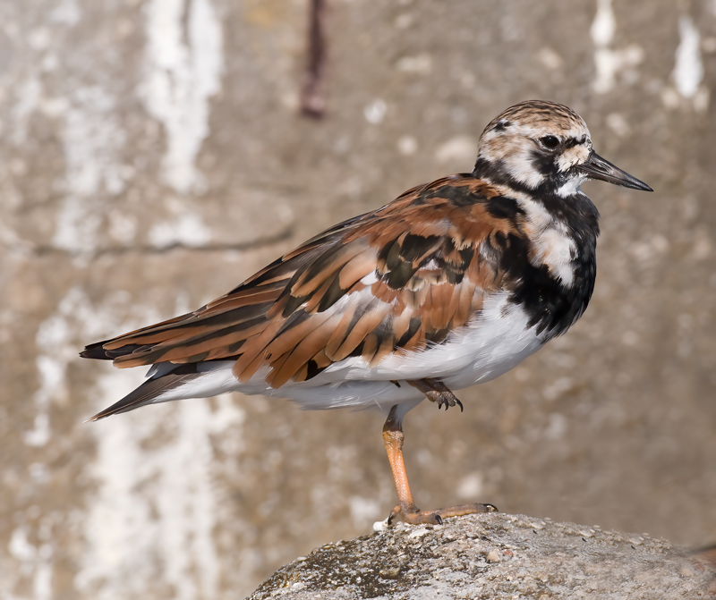 Ruddy_Turnstone_09_FL_025