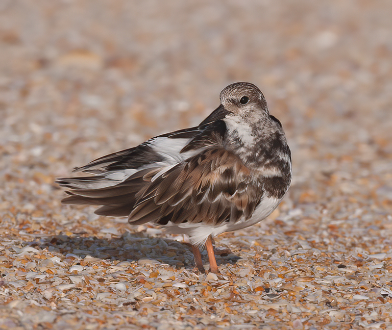 Ruddy_Turnstone_09_FL_026