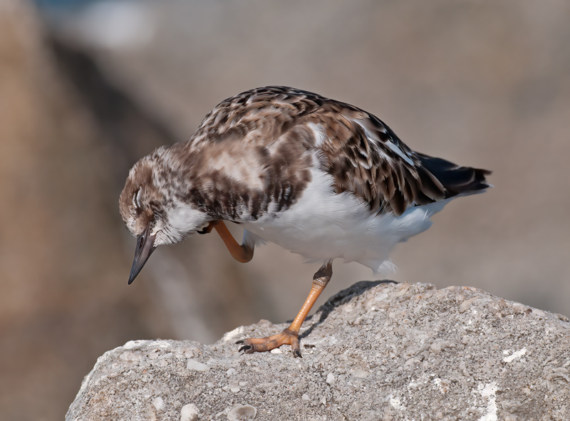 Ruddy_Turnstone_09_FL_028