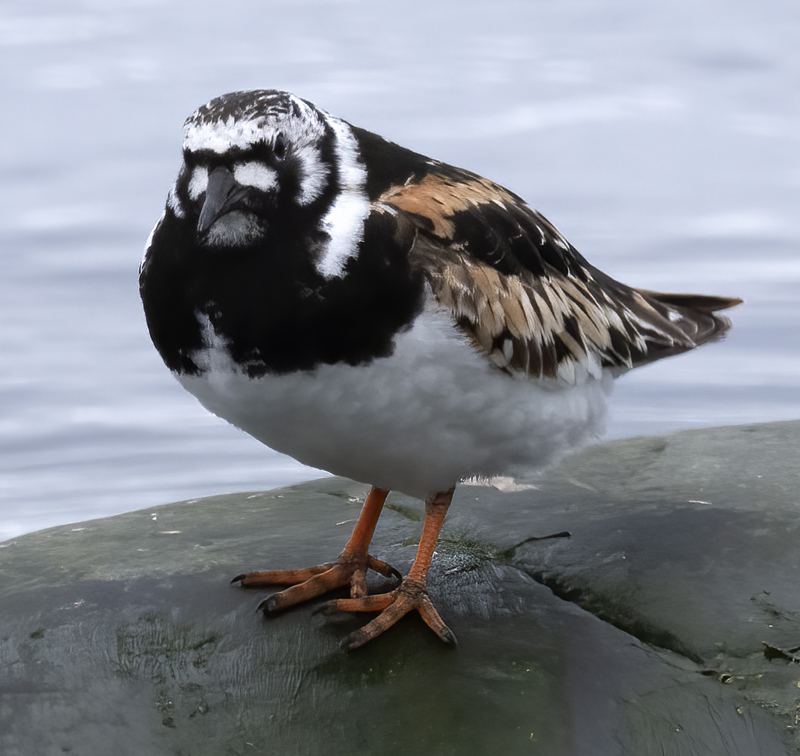 Ruddy_Turnstone_22_Iceland_017