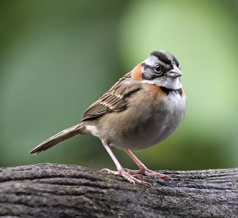 Rufous-collared_Sparrow_18_Costa_Rica_015
