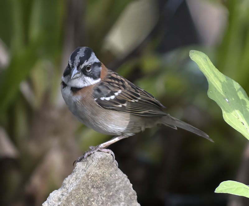 Rufous-collared_Sparrow_18_Ecuador_008