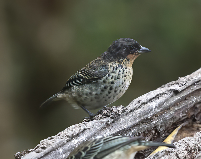 Rufous-throated_Tanager_18_Ecuador_009