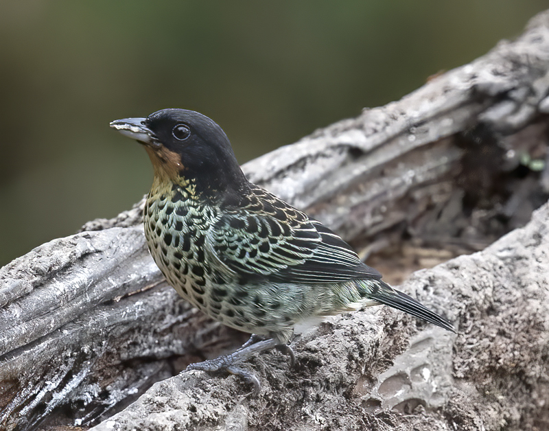 Rufous-throated_Tanager_18_Ecuador_013