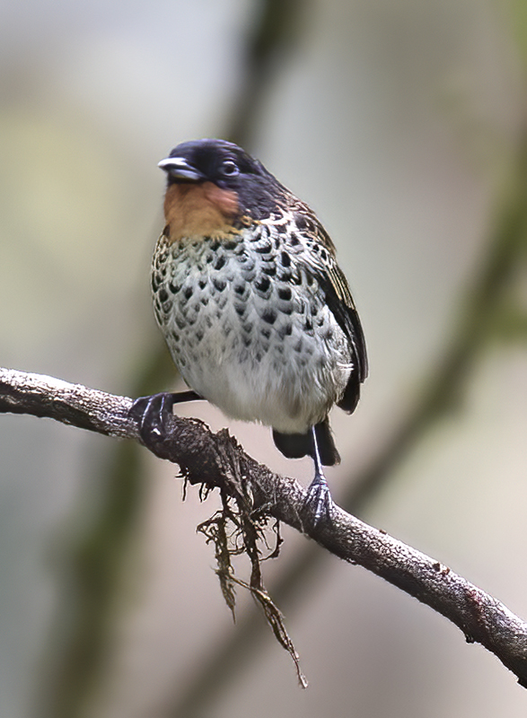 Rufous-throated_Tanager_18_Ecuador_022