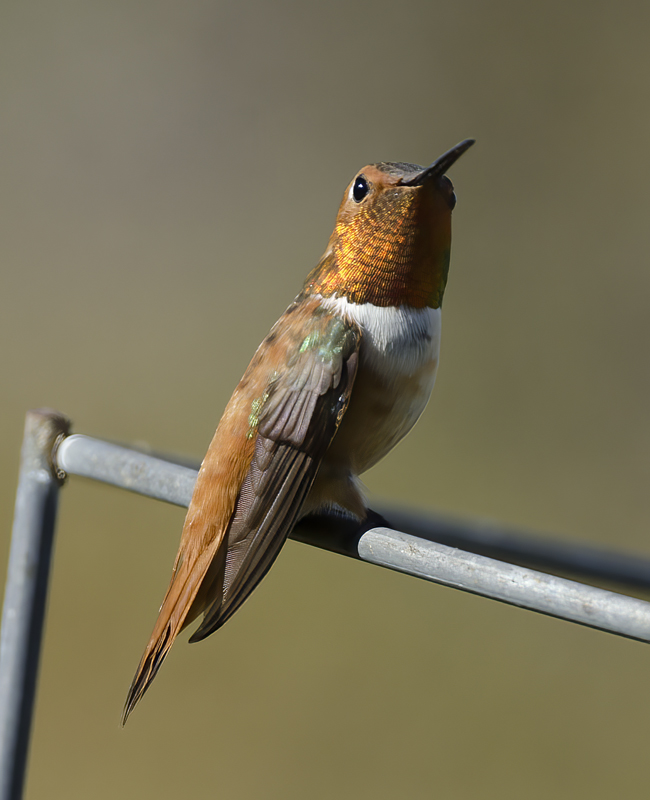 Rufous_Hummingbird_14_CA_014