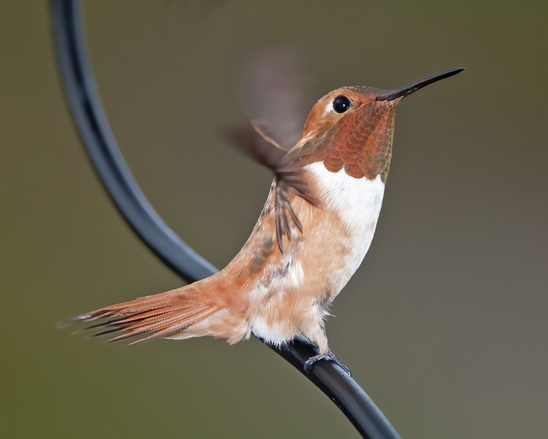 Rufous_Hummingbird_14_CA_093