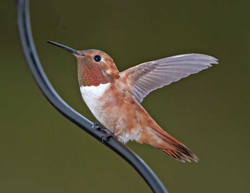 Rufous_Hummingbird_14_CA_095