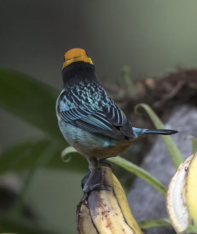 Saffron_crowned_Tanager_17_Peru_021