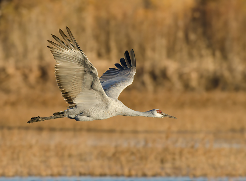 Sandhill_Crane_10_NM_109
