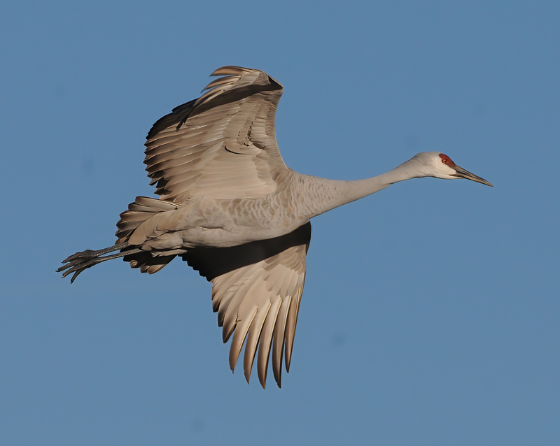 Sandhill_Crane_10_NM_139