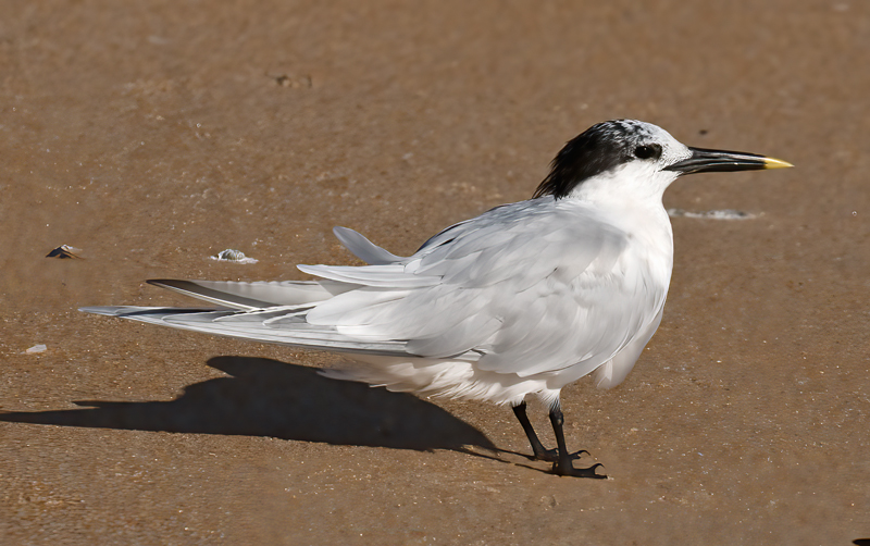 Sandwich_Tern_09_FL_008