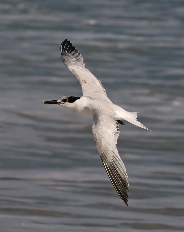 Sandwich_Tern_09_FL_011