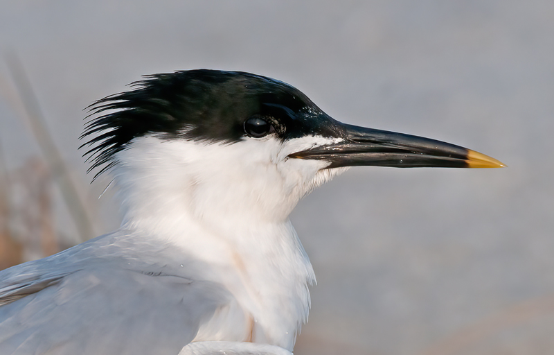 Sandwich_Tern_10_FL_018