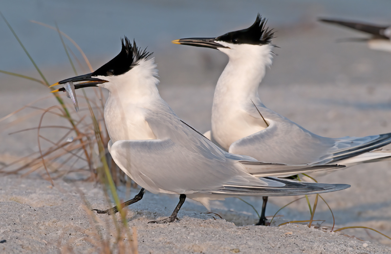 Sandwich_Tern_10_FL_026