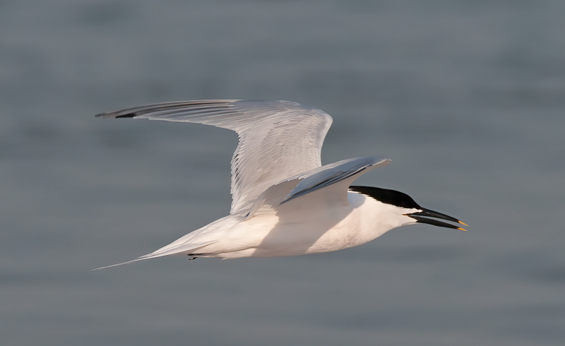 Sandwich_Tern_10_FL_030