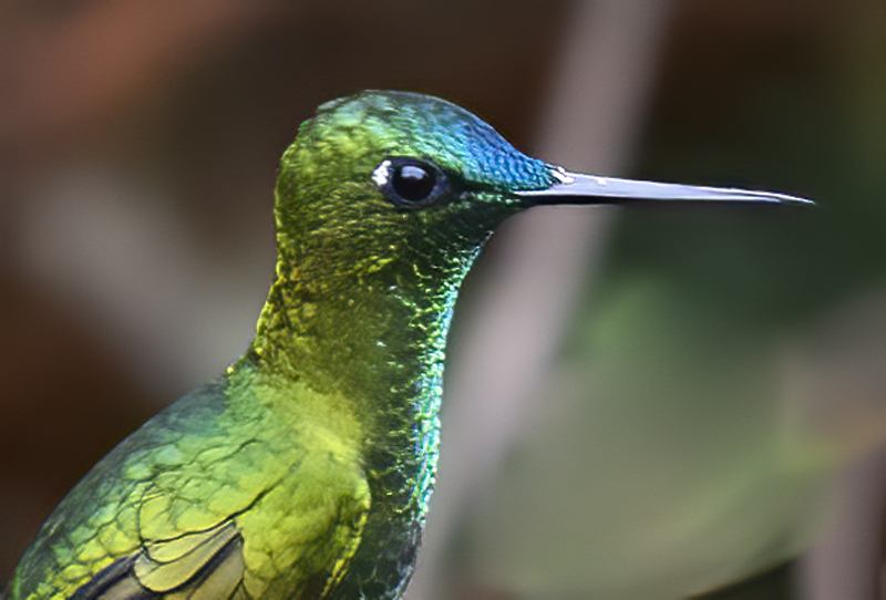 Sapphire-vented_Puffleg_18_Ecuador_001a