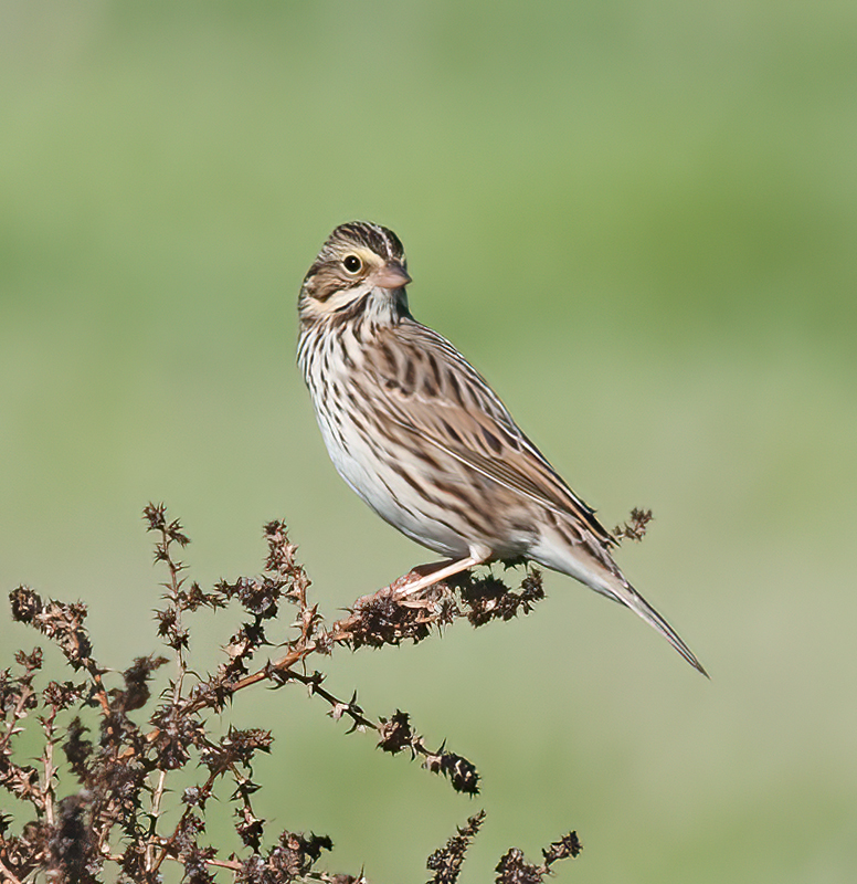 Savannah_Sparrow_11_CA_024