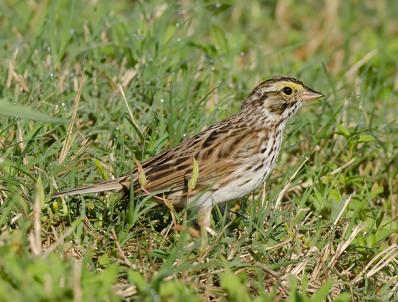 Savannah_Sparrow_11_FL_001
