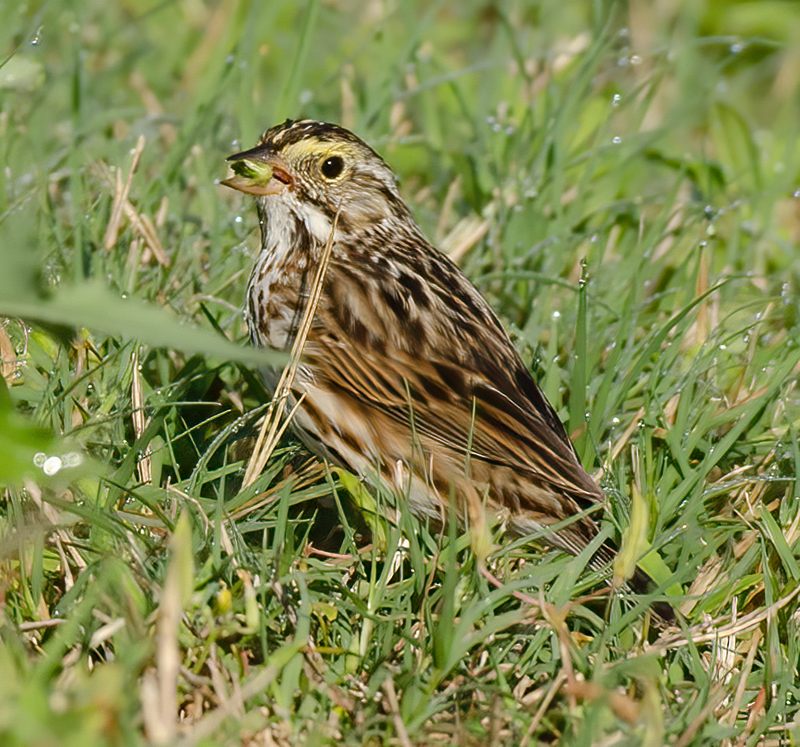 Savannah_Sparrow_11_FL_002